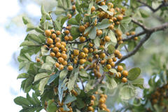 Diospyros montana